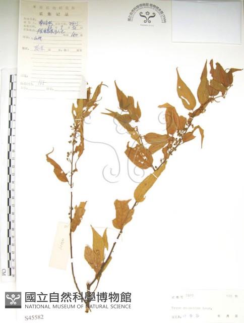 銳葉山黃麻藏品圖，第1張