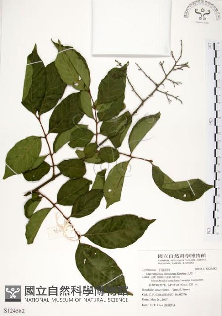 九芎藏品圖，第1張