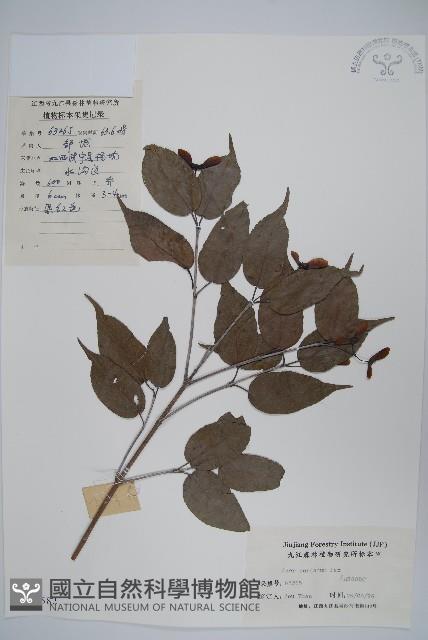 紫槭藏品圖，第1張