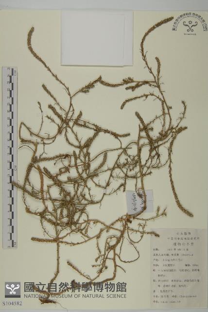 豬毛菜藏品圖，第1張