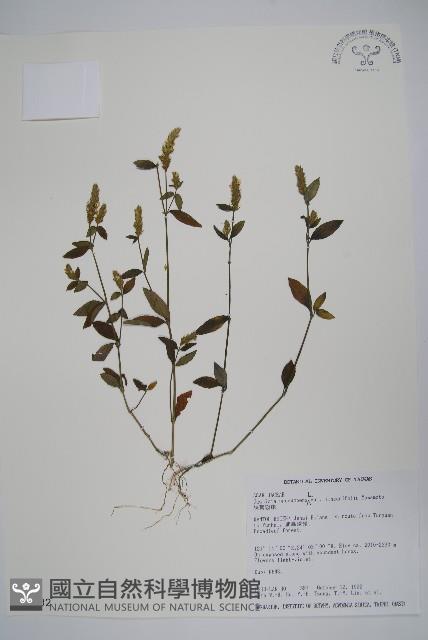 狹葉爵床藏品圖，第1張