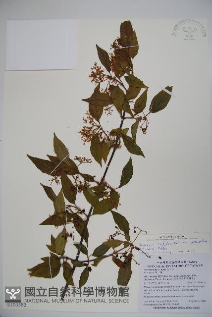 狹葉莢迷藏品圖，第1張