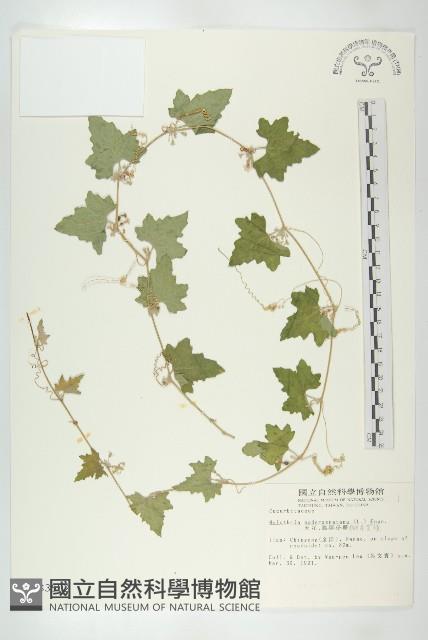 倒吊金鐘、天花藏品圖，第1張