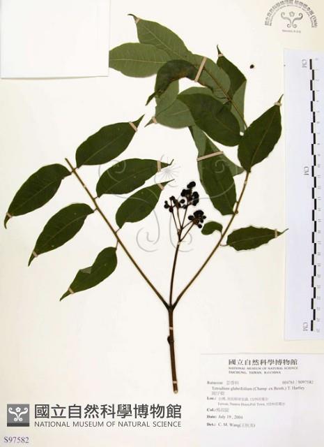 賊仔樹藏品圖，第1張