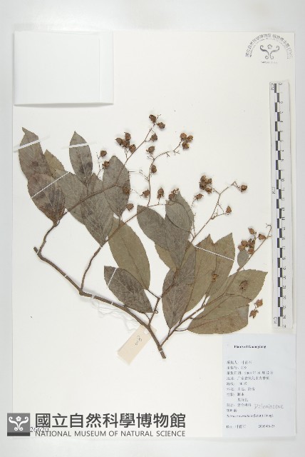 錫葉藤藏品圖，第1張