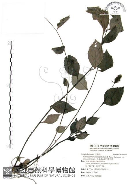 新竹腹水草藏品圖，第1張