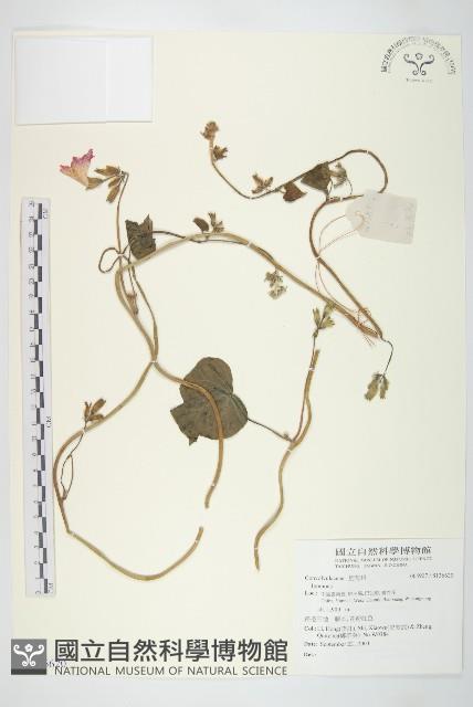 登錄號:S136620藏品圖，第1張