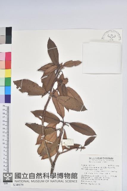 森氏杜鵑、森氏滿江紅藏品圖，第1張