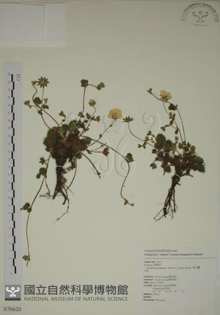 登錄號:S076620藏品圖，第1張