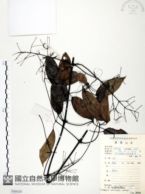 柱果鐵線蓮藏品圖，第1張