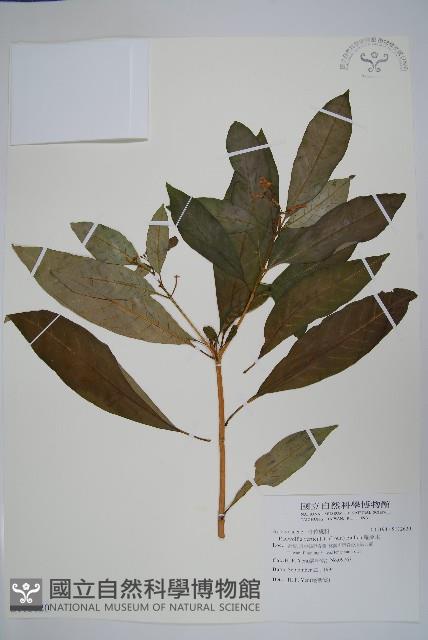 蘿芙木藏品圖，第1張