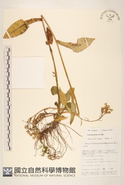 苦滇菜、苦菜藏品圖，第1張