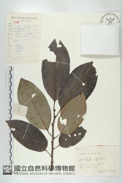 浙江柿藏品圖，第1張