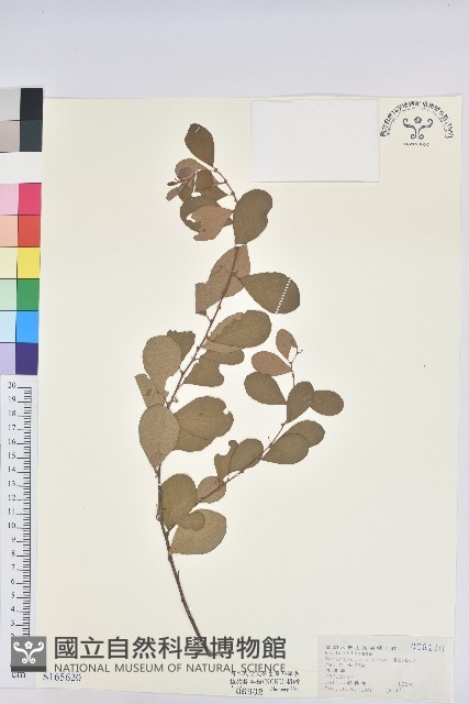 白飯樹藏品圖，第1張