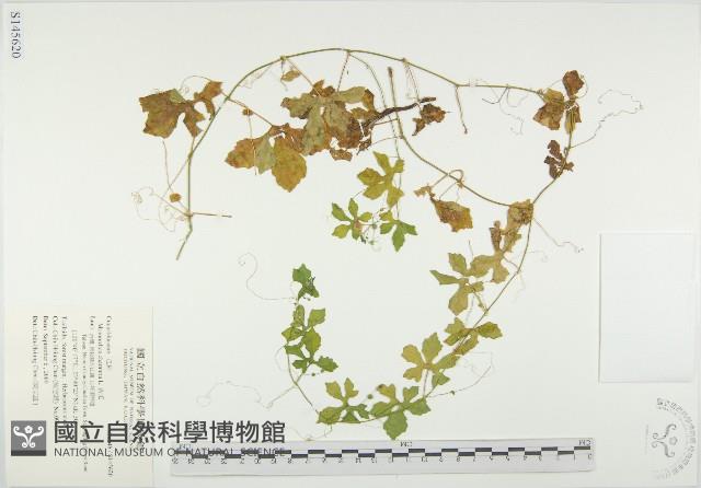 苦瓜藏品圖，第1張