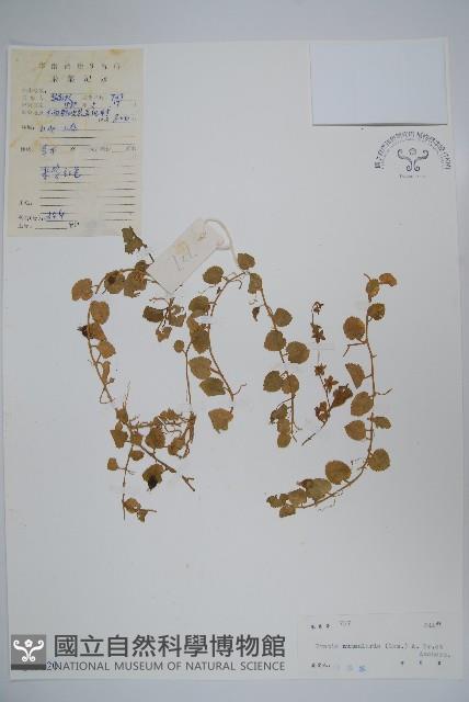 普剌特草藏品圖，第1張