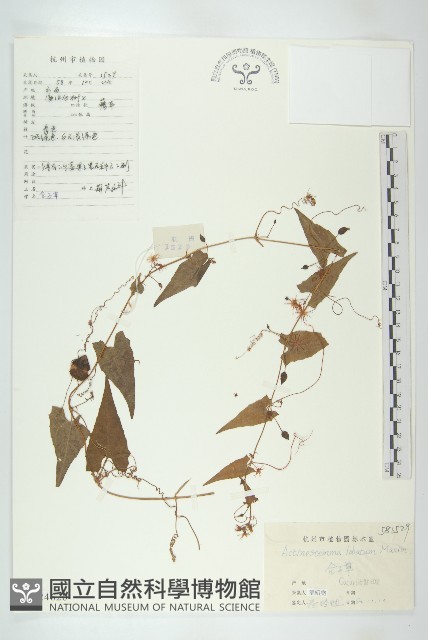 合子草藏品圖，第1張
