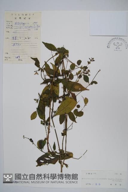 登錄號:S044620藏品圖，第1張