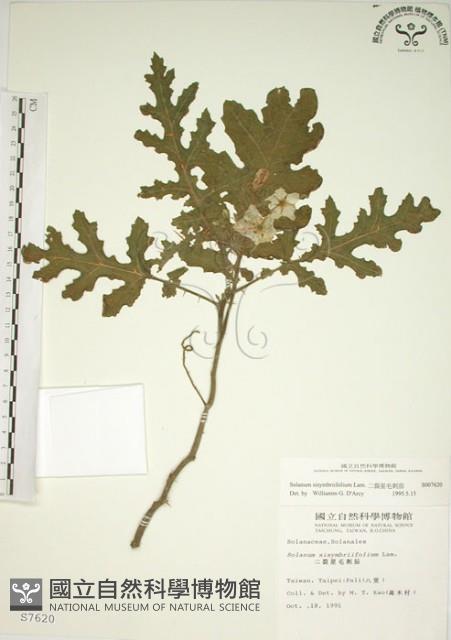 擬刺茄、蒜介茄藏品圖，第1張