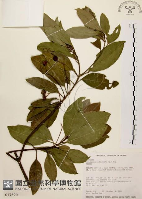 降真香藏品圖，第1張