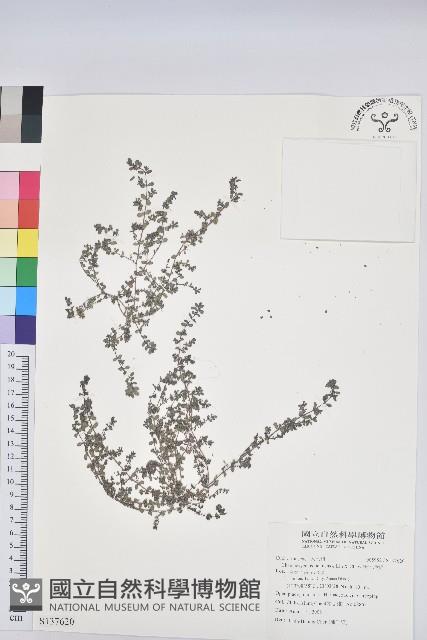 新竹地錦藏品圖，第1張