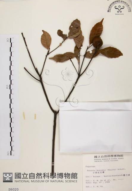 Konishi Tanoak Collection Image
