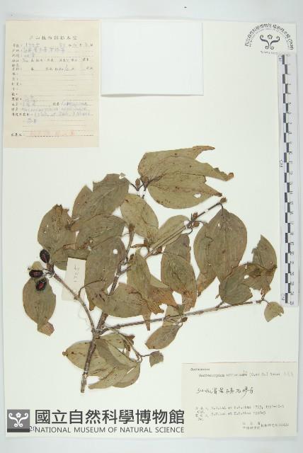 山茱萸藏品圖，第1張