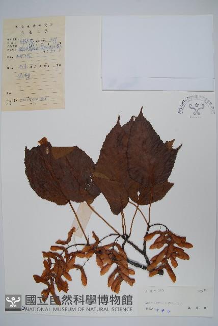 青榨槭藏品圖，第1張