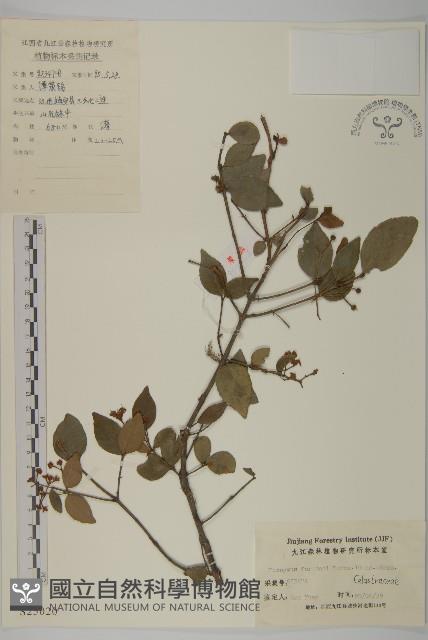 扶芳藤藏品圖，第1張