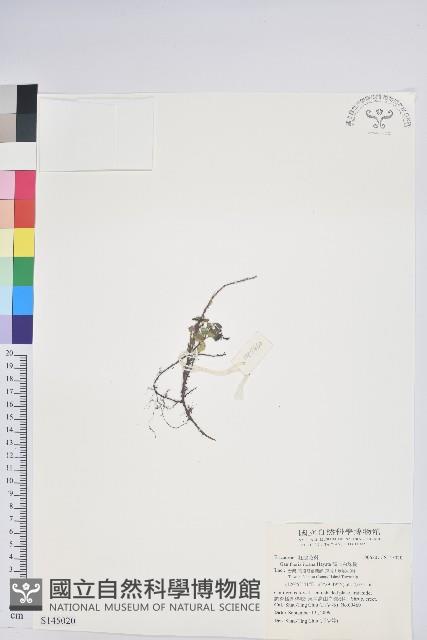 高山白珠樹藏品圖，第1張