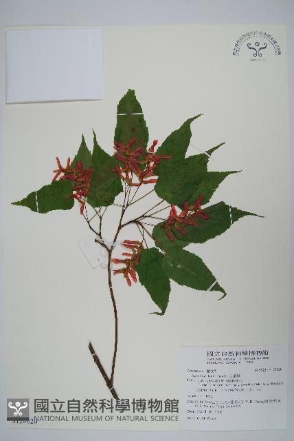 尖葉槭藏品圖，第1張