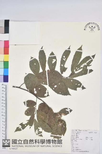 茅栗藏品圖，第1張