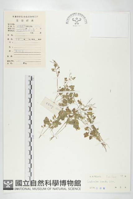 碎米薺藏品圖，第1張