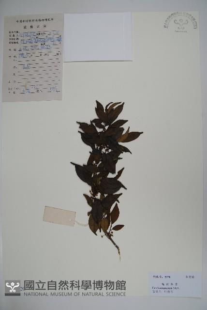 海南冬青藏品圖，第1張