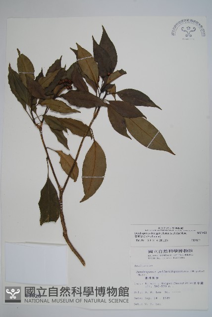 臺灣樹參藏品圖，第1張