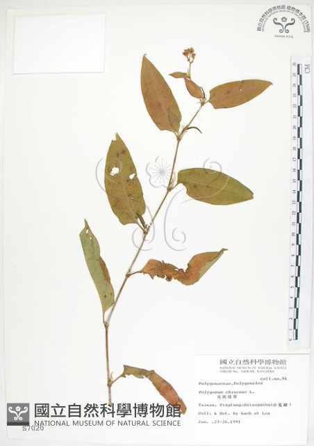 火炭母草、清飯藤藏品圖，第1張