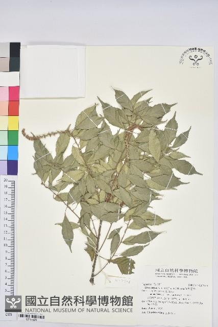 Accession Number:S207020 Collection Image