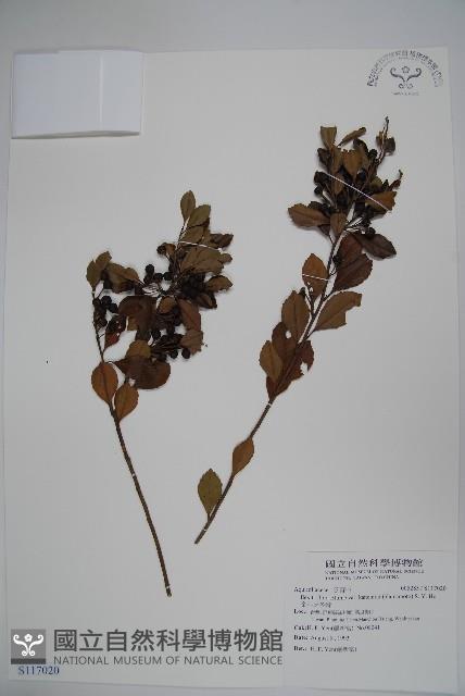 金平氏冬青藏品圖，第1張