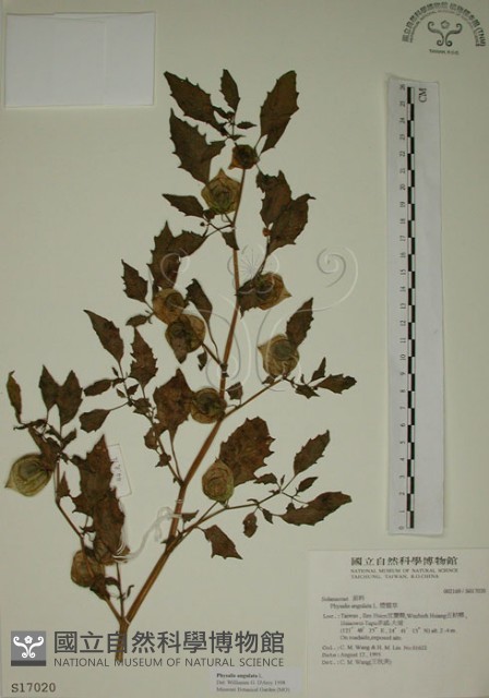 燈籠草藏品圖，第1張