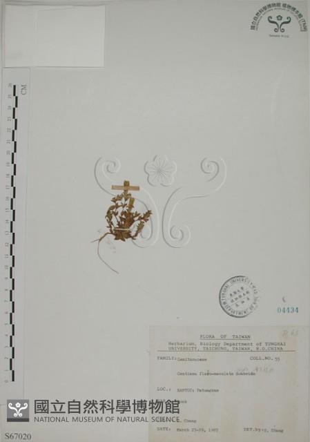 黃斑龍膽藏品圖，第1張