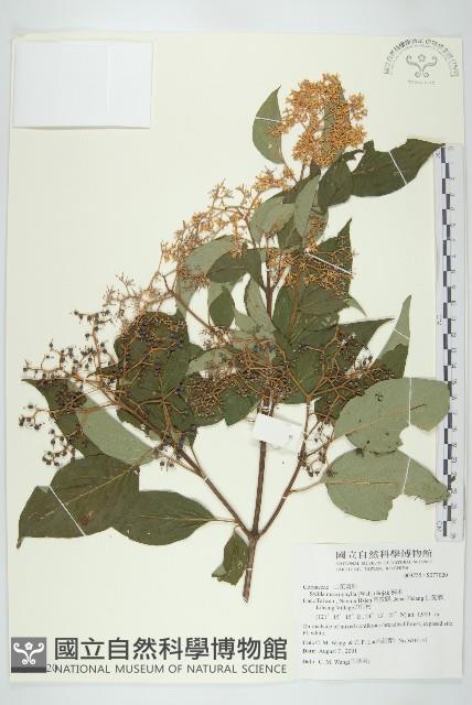 梜木藏品圖，第1張