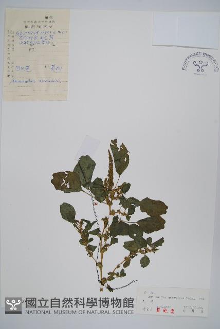 凹頭莧藏品圖，第1張