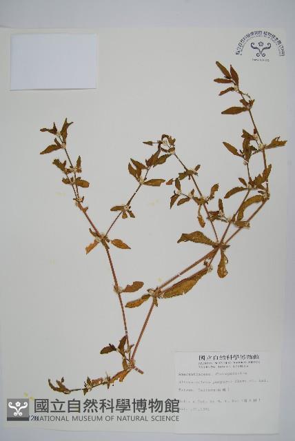 登錄號:S006720藏品圖，第1張