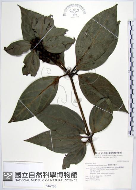 蘭嶼新木薑子藏品圖，第1張