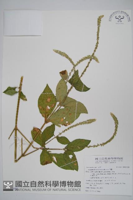 牛膝藏品圖，第1張