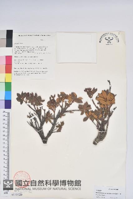 美被杜鵑藏品圖，第1張