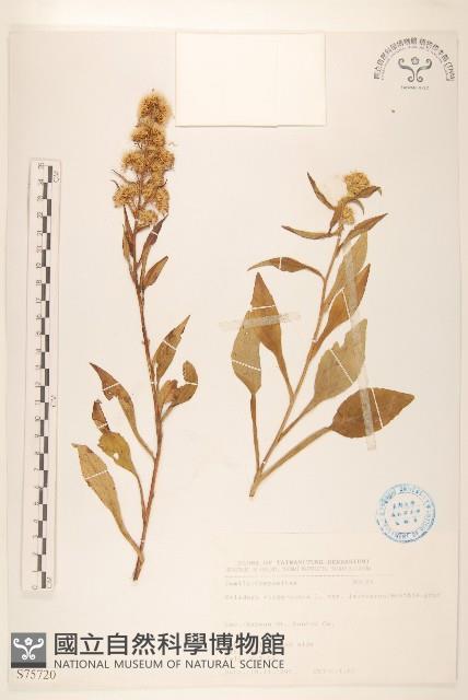 一枝黃花藏品圖，第1張