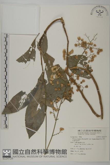 大頭艾納香藏品圖，第1張