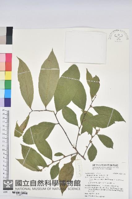 刺杜密藏品圖，第1張