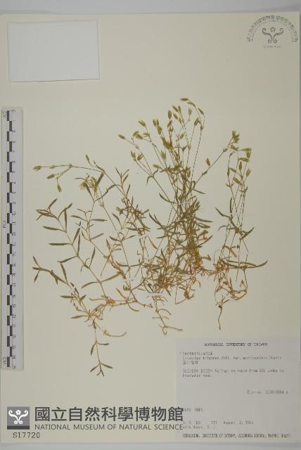 玉山卷耳藏品圖，第1張